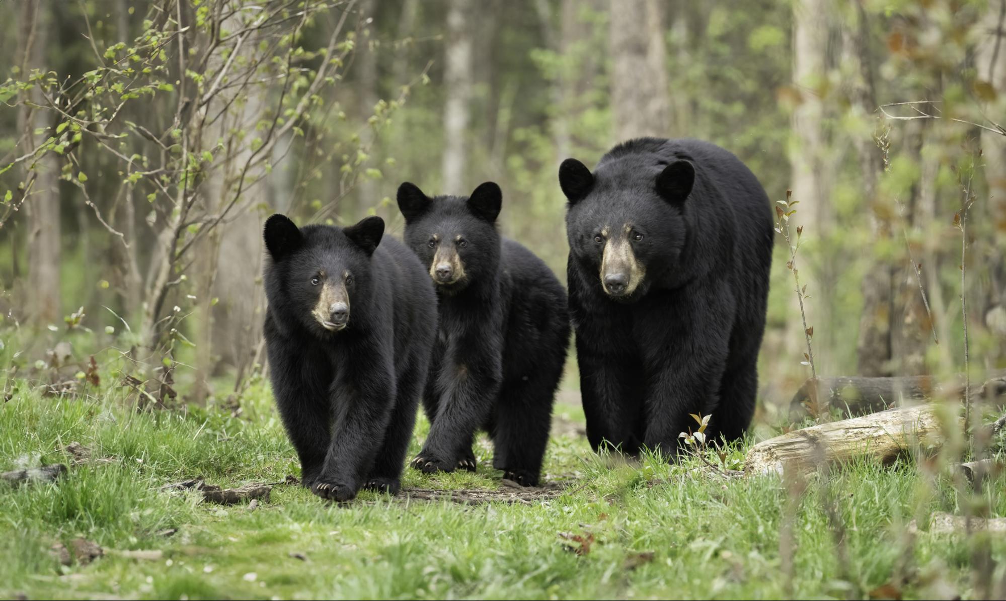 Coinbase最新月度展望：加密熊市定义与市场趋势分析